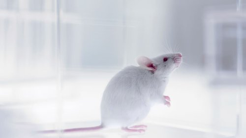 An advance in brain research that was once considered impossible
