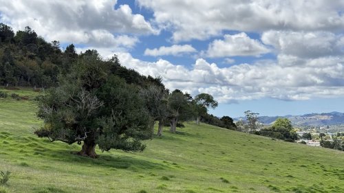 Ancient trees at risk as Whangārei hapū fights for protection