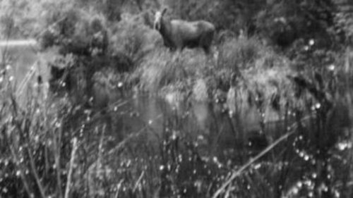 Fiordland moose sighting reported by Canadian hikers on Kepler Track