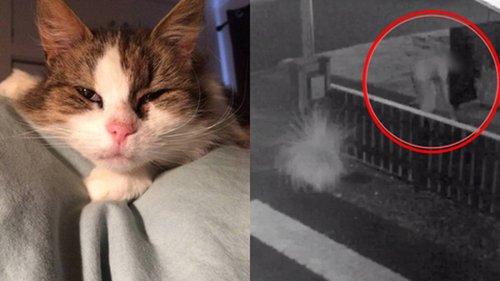 'Sick to the stomach': 16-year-old family cat violently attacked in Whanganui street - NZ Herald