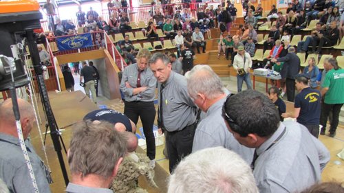 NZ Agricultural Show cancelled: Hopes NZ Corriedale Shearing and Woolhandling Championships will go ahead