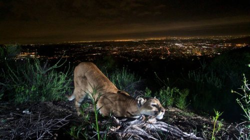 Big cats in the urban jungle: People living among mountain lions in LA, leopards in Mumbai