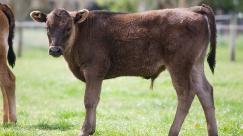 German police seek help in solving bull sperm heist