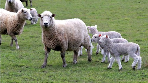Lamb: Low prices could lead to land-use changes for farmers