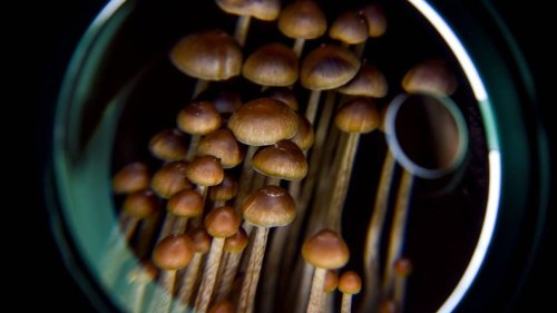 The business betting on magic mushrooms to treat depression - NZ Herald