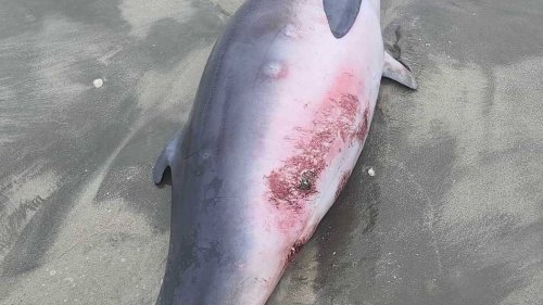 Māhia: Huge shark kills and eats whale that rescuers had been trying to refloat, police warn beachgoers to be wary