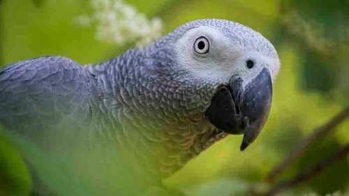 Five parrots separated at UK zoo after encouraging each other to swear at guests - NZ Herald