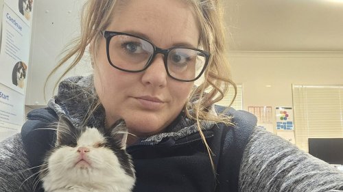 Hastings: Rescue kitten faces life-or-death surgery, SPCA seeks support