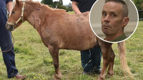 Horse-killer Reg Ozanne cleared over car ride with friend's dog