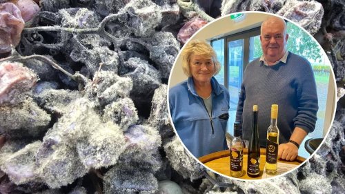On The Up: From rotting to stunning – Hawke’s Bay winery’s sweet dessert wine using fungal disease