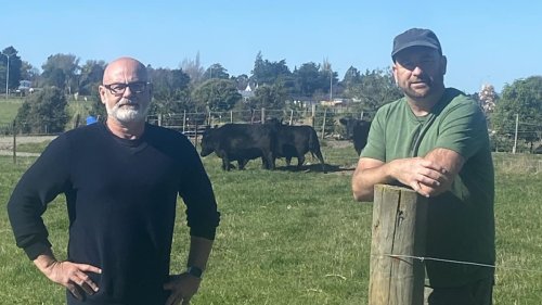 Rangiora High School’s farm: New options explored to expand land use