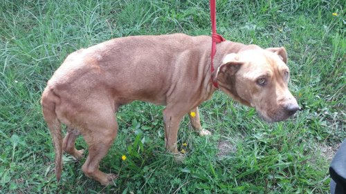 'Stomach churning': Dog found with maggot infested wounds put down after neglect