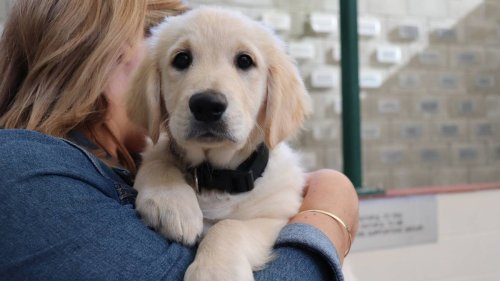 Antibiotic resistance: Potentially untreatable superbug passed from dogs to owners could be 'nightmare scenario' - NZ Herald