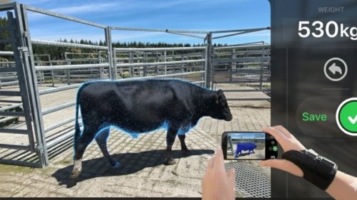Raglan start-up Scanabull uses iPhone and AI app to replace cattle scales
