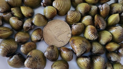 Gold clams found, Lake Taupō Aqua Park closed under biosecurity controls