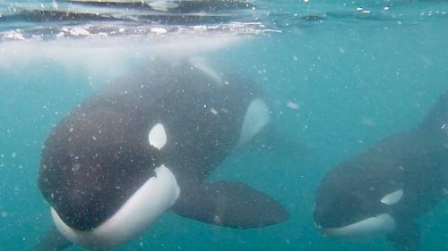 Swimmer comes face-to-face with orcas in Mount Maunganui - NZ Herald
