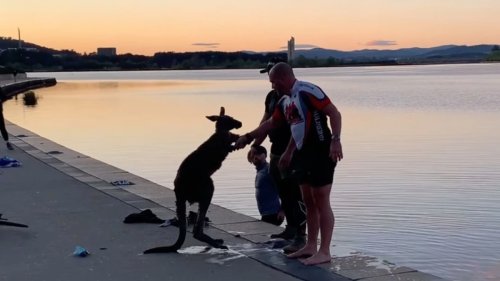 Heartwarming moment as kangaroo 'thanks' man after being rescued from freezing lake - NZ Herald