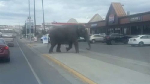 Escaped circus elephant roams street in Butte, Montana, stops traffic