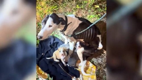 Two dogs and four puppies left to die in Kaingaroa Forest recovering in Auckland and Tauranga
