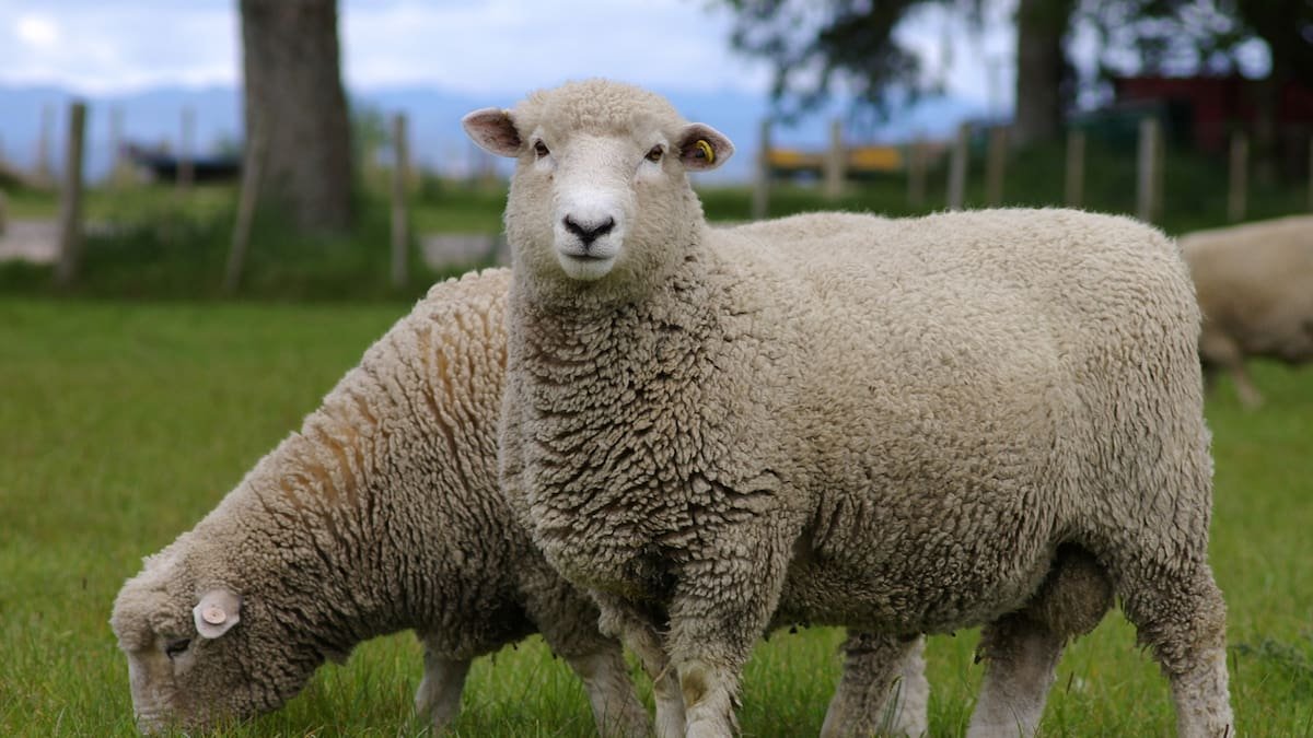 Woolchemy: New Zealand company wins global award for eco-friendly hygiene breakthrough
