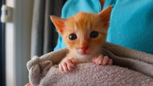 Local Focus: SPCA Masterton is having kittens