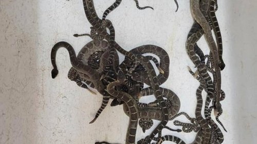 Snake den found under Northern California home - NZ Herald