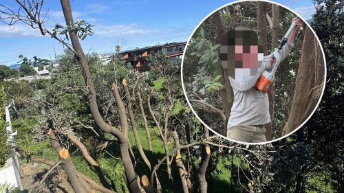 Mount Maunganui pōhutukawa tree severely cut in public reserve