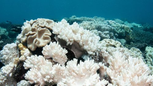 Coral bleaching hits Great Barrier Reef again, devastating scientists