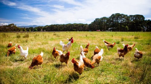 Fire at Waikato farm may have killed up to 75,000 hens