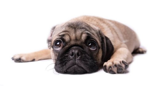 Animal welfare group refuses to hand dogs back to breeder