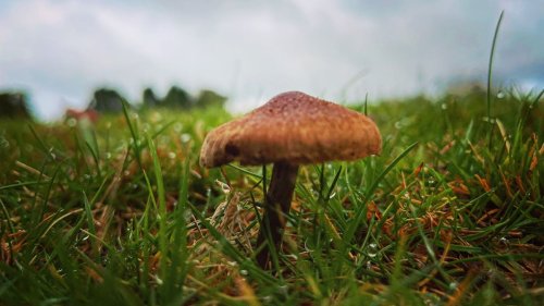 Kiwi mum’s suspected mushroom poisoning: How to know which fungi are safe and which to avoid in NZ