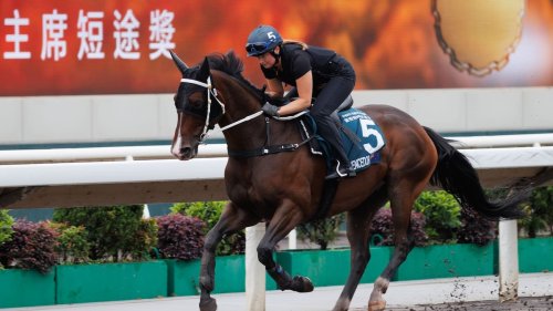 Kiwi horse El Vencedor races in Hong Kong’s prestigious QEII Cup