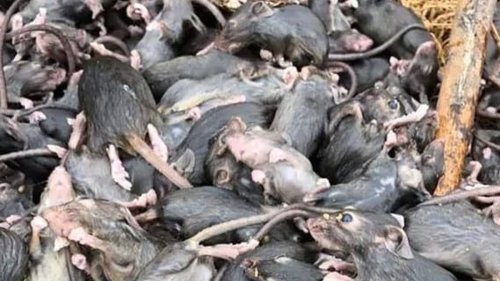 NSW farmers demand action from government as mouse plague devastates crops