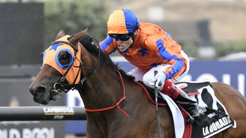 Super Seth steps into New Zealand’s elite stallion ranks