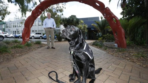 Whangārei guide dog in training leaving council chambers for last time