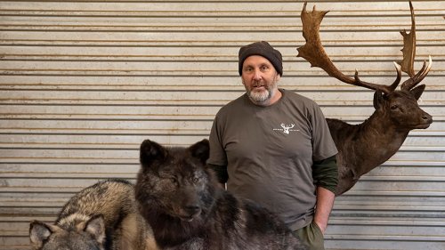 Waikato taxidermist blends conservation and artistry in trophy mounts