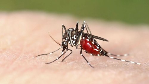 Dengue fever outbreak to be declared in Samoa