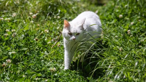 Parasite spread by cats may have cost 10,000 New Zealanders their sight