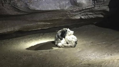 Paw thing: Elderly dog, missing 2 months, found alive inside Missouri cave