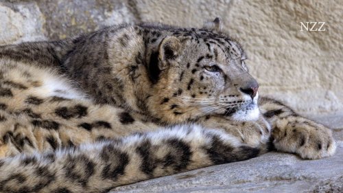 «Das Konkurrenzgefühl ist ein positiver Stress für die Tiere» – der Zoo Zürich führt eine innovative Haltung von Raubkatzen ein