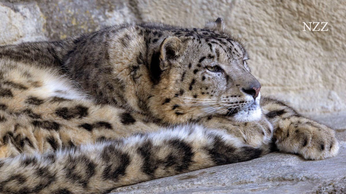«Das Konkurrenzgefühl ist ein positiver Stress für die Tiere» – der Zoo Zürich führt eine innovative Haltung von Raubkatzen ein
