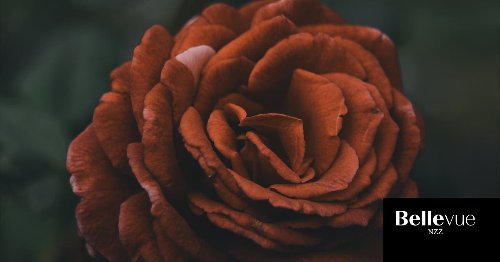 Toffee Rose: Wieso gerade alle diese Blume lieben