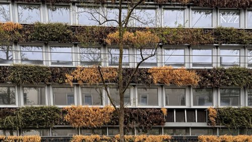 Mitten in Zürich will eine Firma ein Bürogebäude begrünen. Sieben Jahre später sind die Pflanzen verwelkt – und die Bewässerungsrohre schrecken Mieter ab