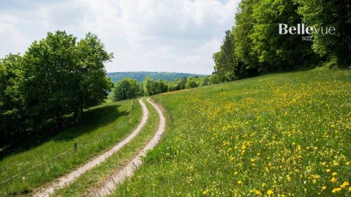 12 Wanderungen durch blühende Frühlingswälder