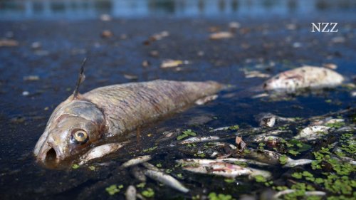 In der Oder treiben tonnenweise tote Fische – was ist passiert?