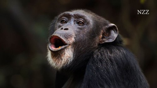 Auch Schimpansen haben Taktgefühl. Aufnahmen aus dem afrikanischen Regenwald zeigen, wie sie rhythmisch trommeln