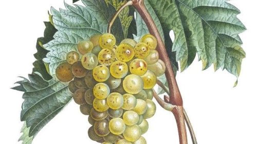 Die besten Bio-Chardonnays