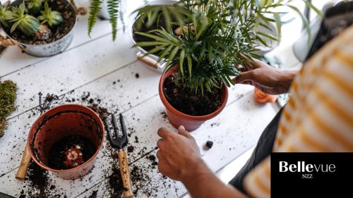 Zimmerpflanzen umtopfen: Alles, was Sie dazu wissen müssen