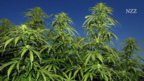 «Der Schwarzmarkt gerät unter Druck»: Zürcher Cannabis-Studie liefert erste Ergebnisse