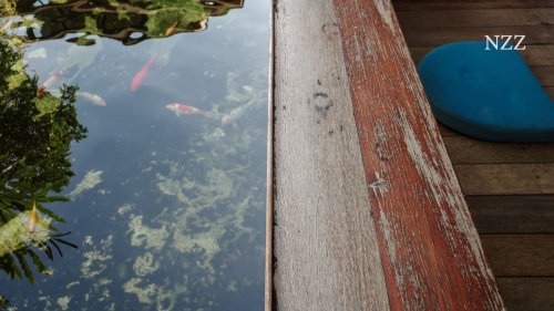 Eine Frau gibt an der Goldküste Unmengen von Chlor in ihren Schwimmteich. Dann verenden Dutzende von Fischen